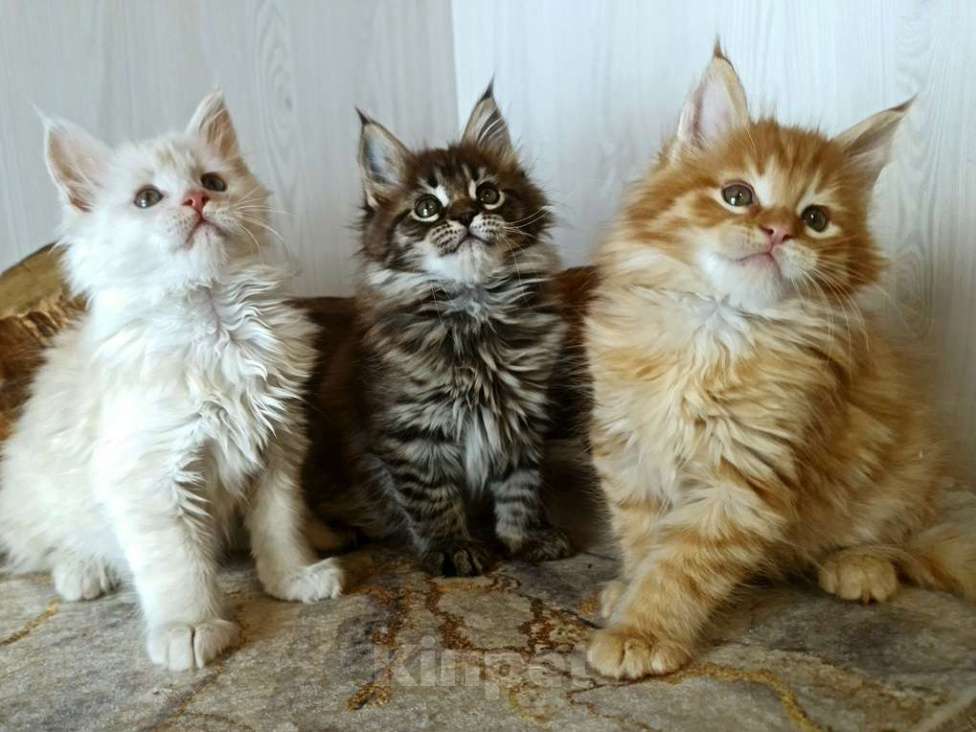 Кошки в других городах Ярославской области: Котята Мейн кун Мальчик, Бесплатно - фото 4