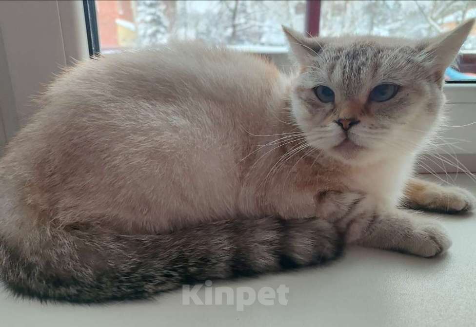 Кошки в Москве: Британские и шотландские коты и кошки Девочка, 3 000 руб. - фото 1
