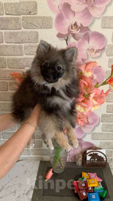 Собаки в Москве: Мишка мимишка Мальчик, 35 000 руб. - фото 3