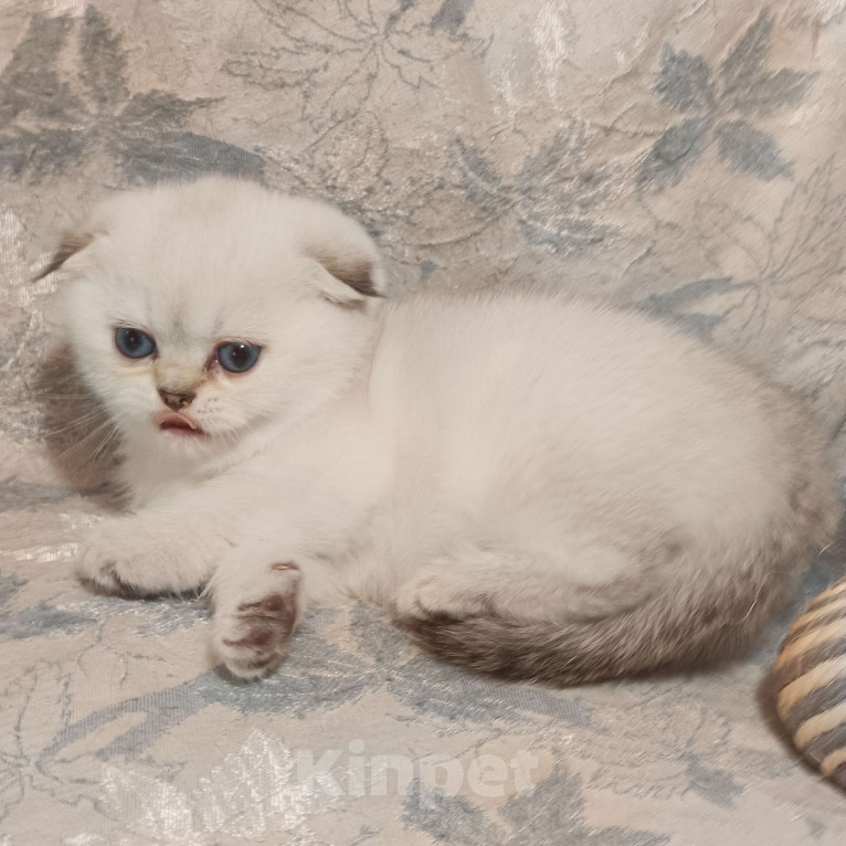 Кошки в Москве: Шотландская вислоухая девочка окрас поинт ( как сиамский ) Девочка, 50 000 руб. - фото 8