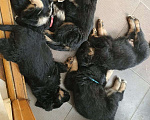 Собаки в Новочеркасске: Очаровательные щенки  Девочка, 17 000 руб. - фото 1