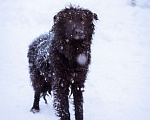 Собаки в Москве: Милый домовёнок ищет свою семью Мальчик, Бесплатно - фото 5