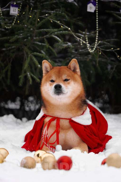 Собаки в Москве: Сиба вязка Интерчемпион Мальчик, Бесплатно - фото 4