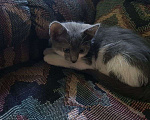 Кошки в Сочи: котенок  Мальчик, Бесплатно - фото 2