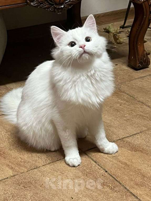 Кошки в Санкт-Петербурге: Безумно красивый котёнок Мальчик, Бесплатно - фото 5