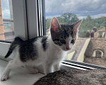 Кошки в Химках: Отдам котенка Мальчик, Бесплатно - фото 1