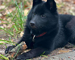 Собаки в Москве: Щенки шипперке ( схипперке) Девочка, 45 000 руб. - фото 2