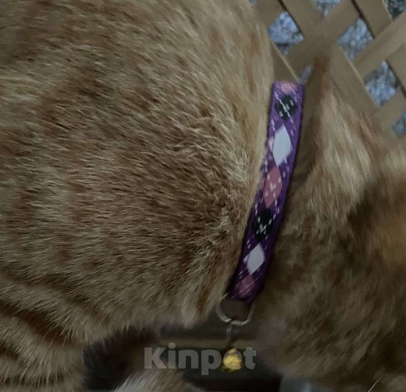 Кошки в Астрахани: ПРОПАЛ РЫЖИЙ КОТ Мальчик, 1 000 руб. - фото 3