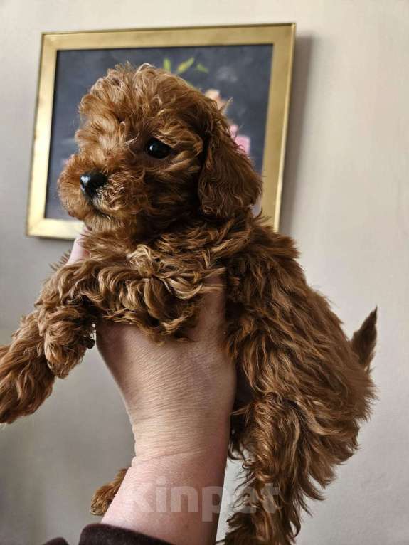 Собаки в Москве: Той пудель мальчик и девочка Девочка, 60 000 руб. - фото 1