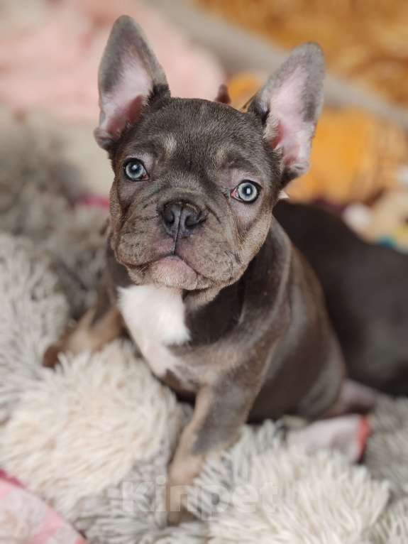 Собаки в Санкт-Петербурге: Шикарные щенки голубые шоколад лиловые Девочка, 60 000 руб. - фото 10