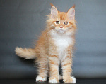Кошки в Екатеринбурге: Дионис рыжуня мальчик Мальчик, 50 000 руб. - фото 3