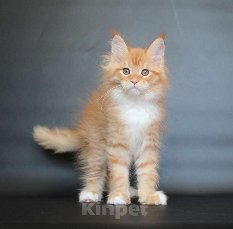 Кошки в Екатеринбурге: Дионис рыжуня мальчик Мальчик, 50 000 руб. - фото 3