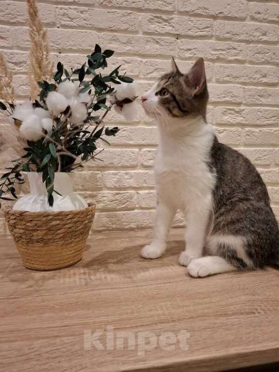 Кошки в Москве: Котенок Тимофей ищет семью. Мальчик, Бесплатно - фото 4