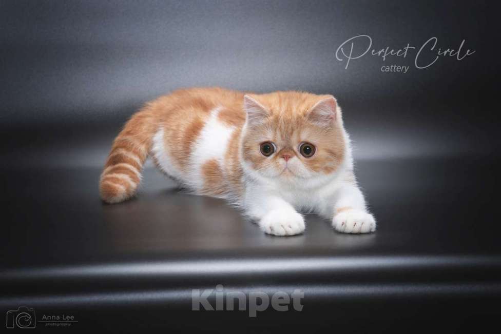 Кошки в Санкт-Петербурге: Красная экзотическая кошечка Девочка, 30 000 руб. - фото 5