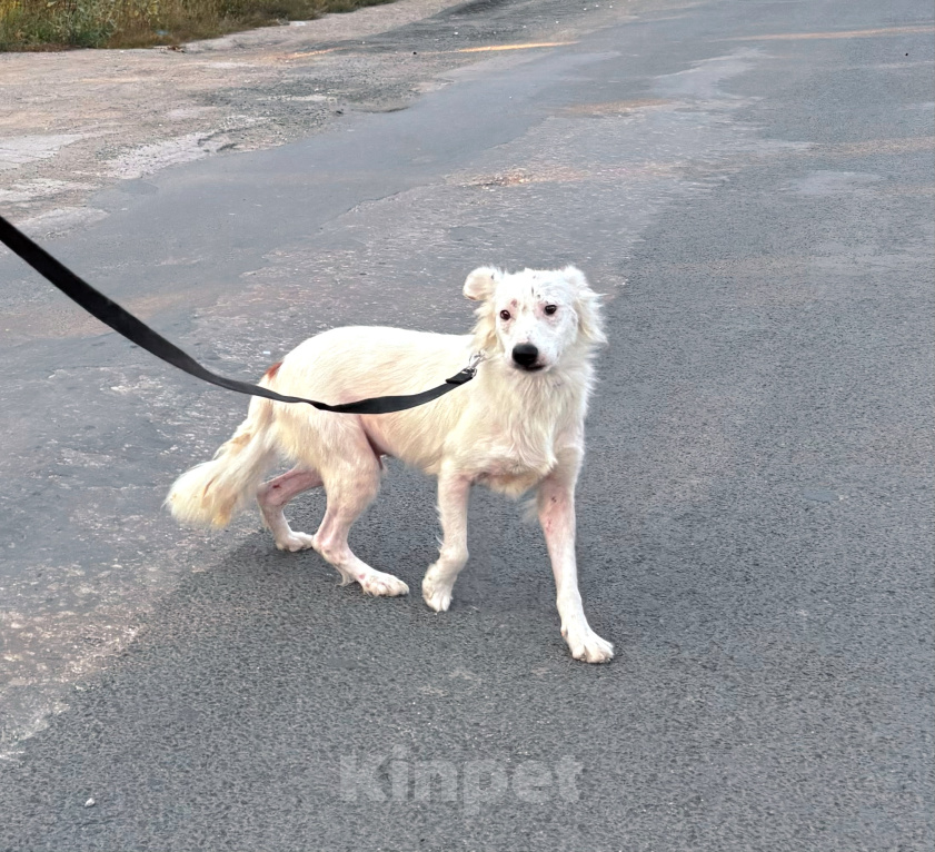 Собаки в Самаре: Принц ищет дом Мальчик, Бесплатно - фото 2