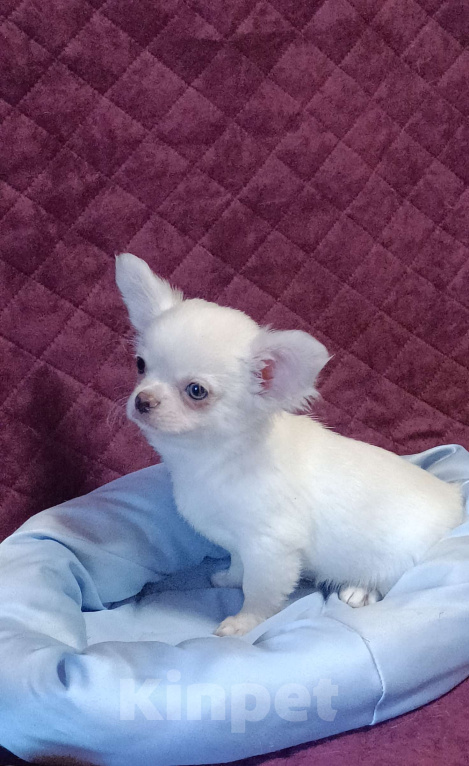 Собаки в Москве: Зефирчик Мальчик, 50 000 руб. - фото 5