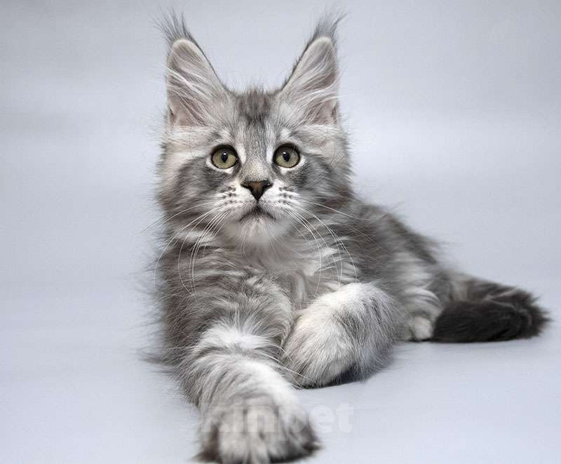 Кошки в Москве: Мейн кун котенок Девочка, 50 000 руб. - фото 3