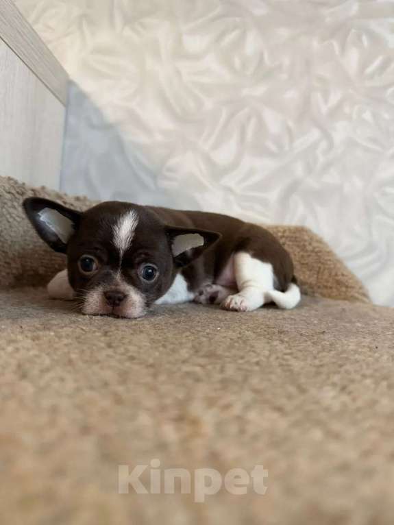 Собаки в Воронеже: Бело шоколадный мальчик. Мальчик, 35 000 руб. - фото 1