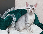 Кошки в Санкт-Петербурге: Котик редкой породы Египетская мау  Мальчик, Бесплатно - фото 4