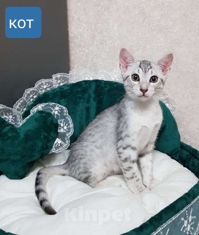 Кошки в Санкт-Петербурге: Котик редкой породы Египетская мау  Мальчик, Бесплатно - фото 4