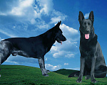 Собаки в Новошахтинске: Чёрный кобель вео (вязка) Мальчик, 5 000 руб. - фото 1