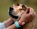 Собаки в Москве: Поцелуйчик каждый день  Мальчик, 1 руб. - фото 4
