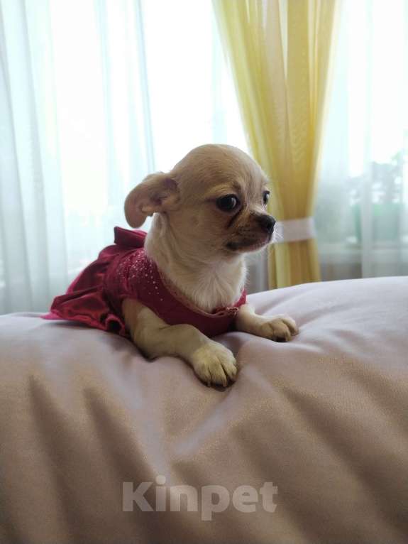 Собаки в Москве: крепкая породная сука Девочка, 60 000 руб. - фото 4