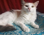 Кошки в Москве: Кошка Сара 1 год, стерилизована и привита Девочка, Бесплатно - фото 5