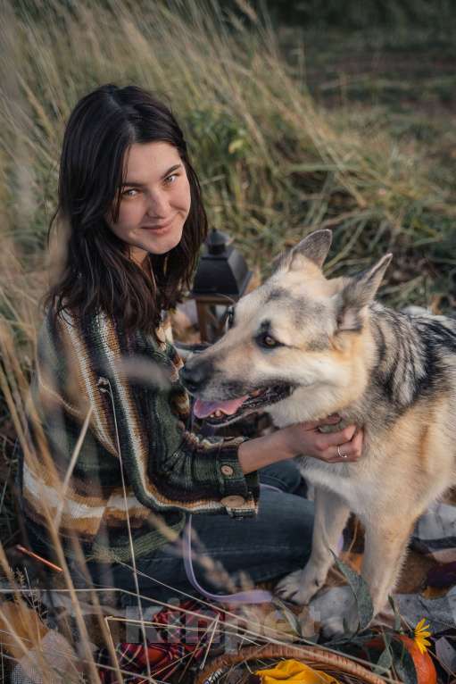 Собаки в Москве: Дрессированная овчарка в дар Девочка, Бесплатно - фото 6