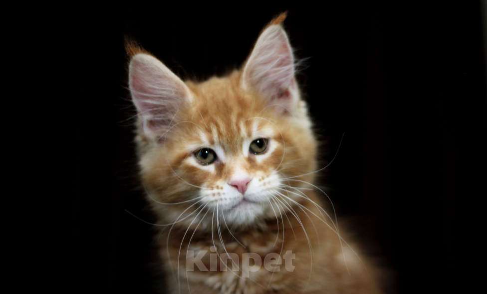 Кошки в Иваново: Котёнок мейн кун . Мальчик, 50 000 руб. - фото 2