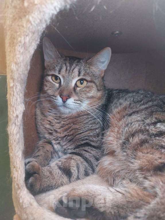 Кошки в Москве: Лора. Королева снаружи, неженка внутри Девочка, Бесплатно - фото 2