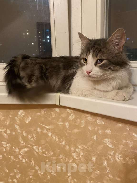 Кошки в Москве: Зефир Мальчик, Бесплатно - фото 6