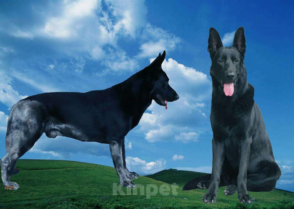 Собаки в Новошахтинске: Чёрный кобель вео (вязка) Мальчик, 5 000 руб. - фото 1