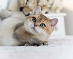 Кошки в Владивостоке: Британский котенок Хасан Мальчик, 70 000 руб. - фото 10