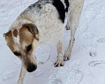 Собаки в Красногорске: Ищу дом для доброго пёсика!!! Мальчик, Бесплатно - фото 2