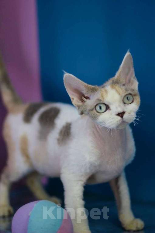 Кошки в Севастополе: Девон-рекс, кошка Девочка, 100 000 руб. - фото 1