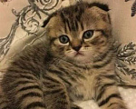Кошки в Москве: Вислоухий котёнок Мальчик, 18 000 руб. - фото 2