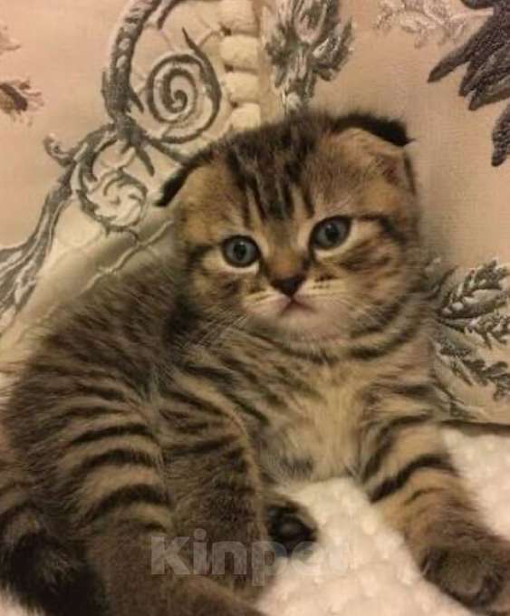 Кошки в Москве: Вислоухий котёнок Мальчик, 18 000 руб. - фото 2
