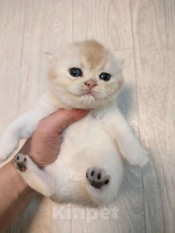 Кошки в Воронеже: Девочка биметаллик Девочка, 35 000 руб. - фото 5