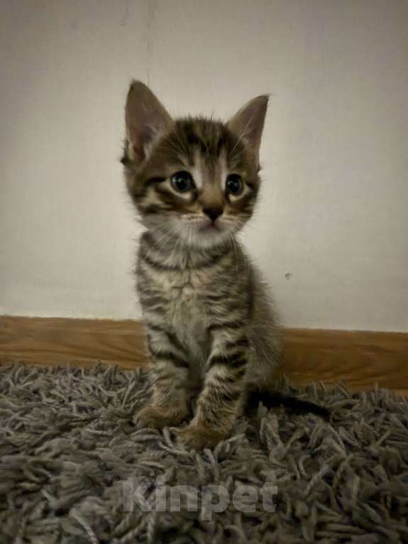 Кошки в Москве: Котенок Мальчик, Бесплатно - фото 4