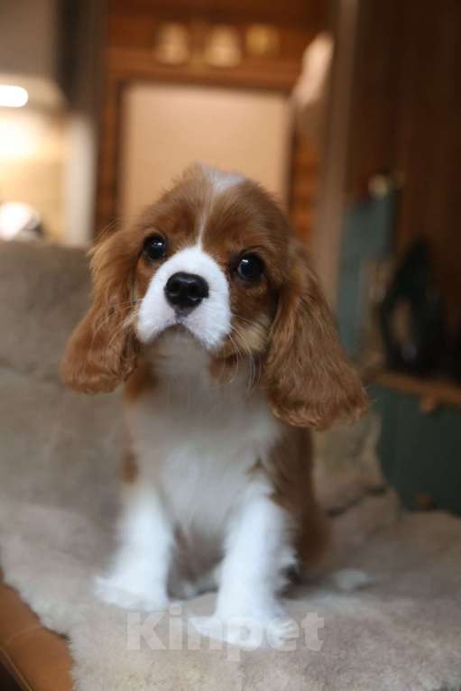 Собаки в Москве: Мальчики Кавалер Кинг чарльз спаниель  Мальчик, 120 000 руб. - фото 2