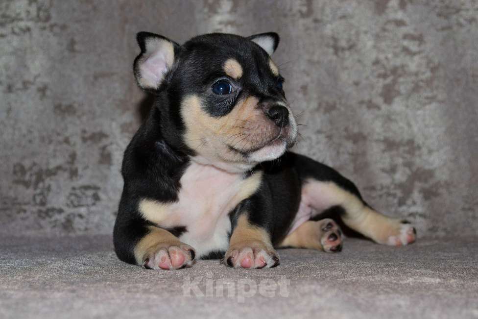 Собаки в Москве: Девочка Американский булли микро формата Девочка, 80 000 руб. - фото 2