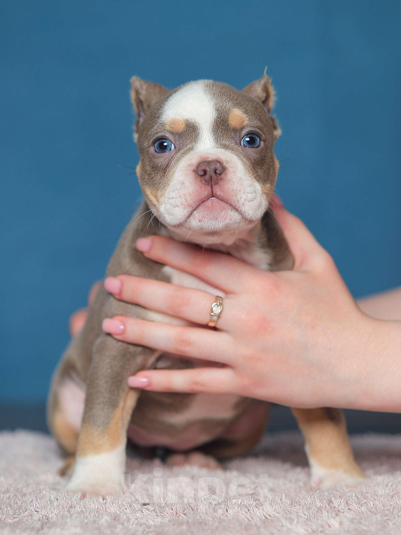 Собаки в Обнинске: Девочка булли лиловый триколор Девочка, 150 000 руб. - фото 3