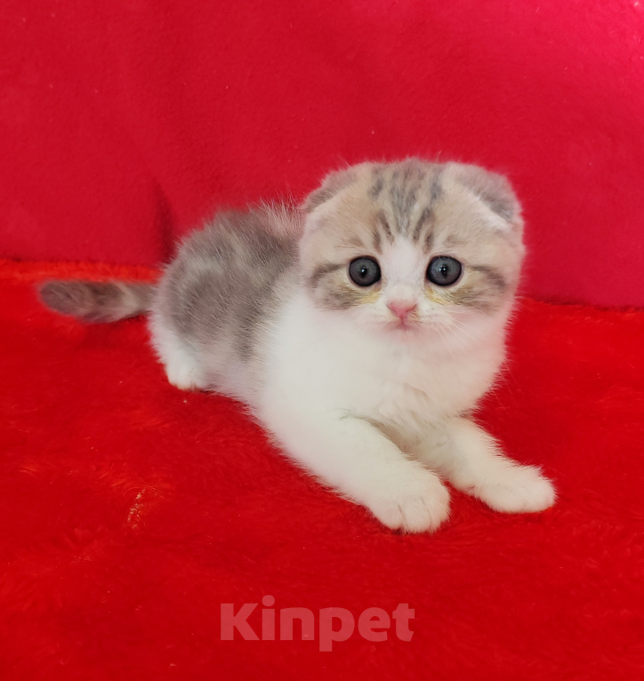 Кошки в Москве: Котик голубой мрамор на золоте Мальчик, 30 000 руб. - фото 8