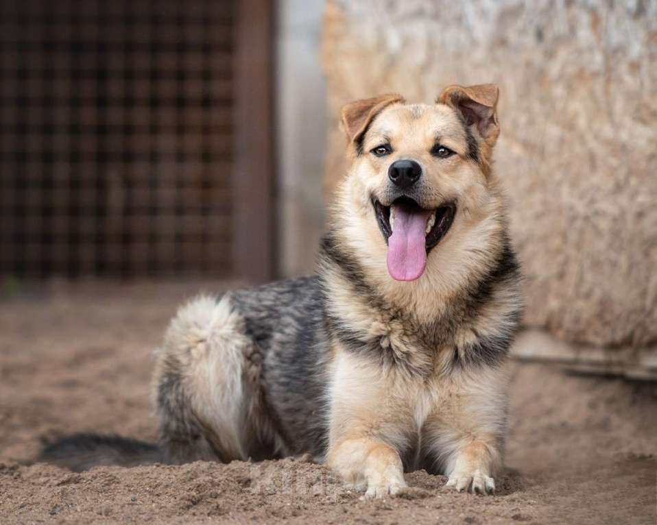 Собаки в Москве: Персик - самый сладкий мальчик в приюте Мальчик, Бесплатно - фото 5