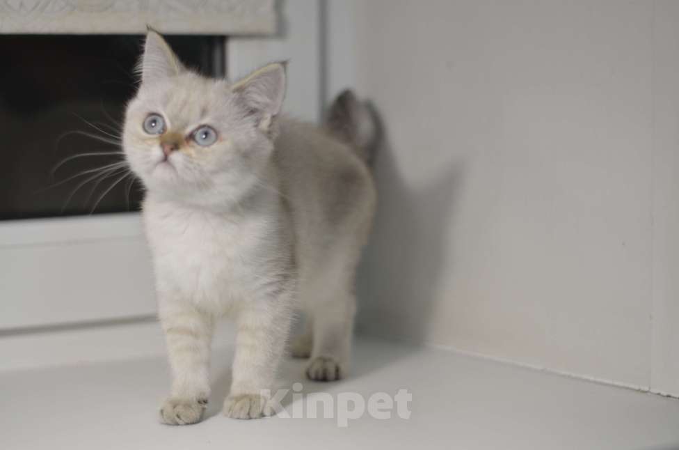 Кошки в Москве: Шотландские котята Разнополые, 12 000 руб. - фото 3