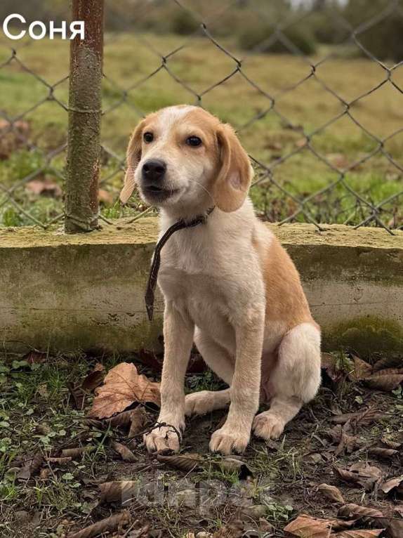 Собаки в Москве: Сестры по несчастью, которые заслужили шанс на любовь Девочка, Бесплатно - фото 7