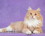 Кошки в Москве: Пушистый рыжий кот Ханни в добрые руки Мальчик, 1 руб. - фото 7