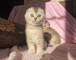 Кошки в Краснодаре: Шотландский вислоухий  Девочка, 8 000 руб. - фото 1