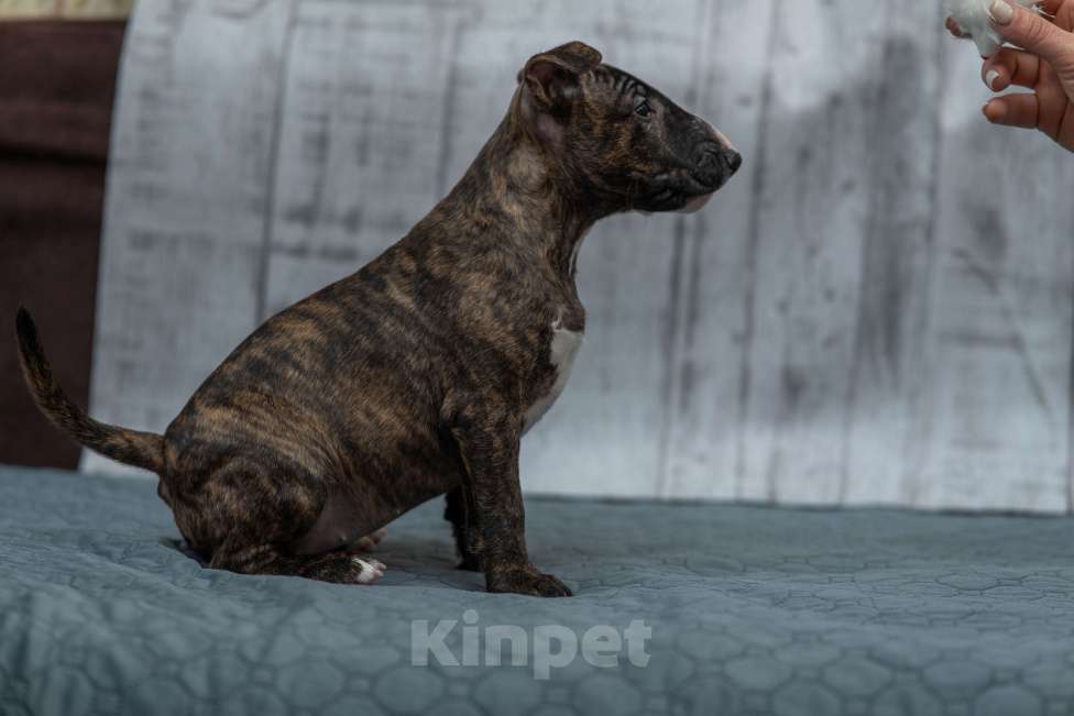 Собаки в Москве: Бультерьер стандартный, щенок Девочка, Бесплатно - фото 4